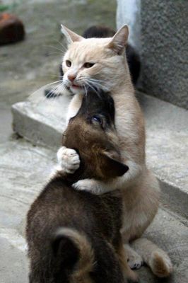 dog-cat-friendship.jpg