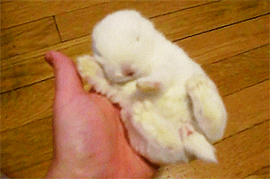 cutest-animal-gifs-bunny-nap.gif